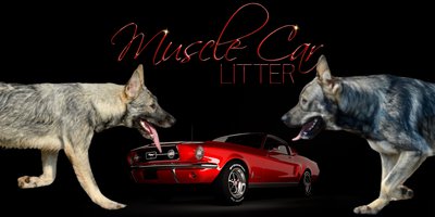 Muscle Car Litter Banner
