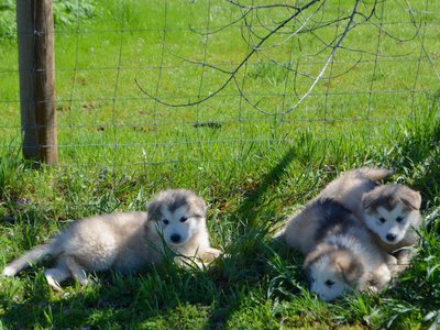 Oboe, Cello and Clare resting in the shade of a tree..jpg