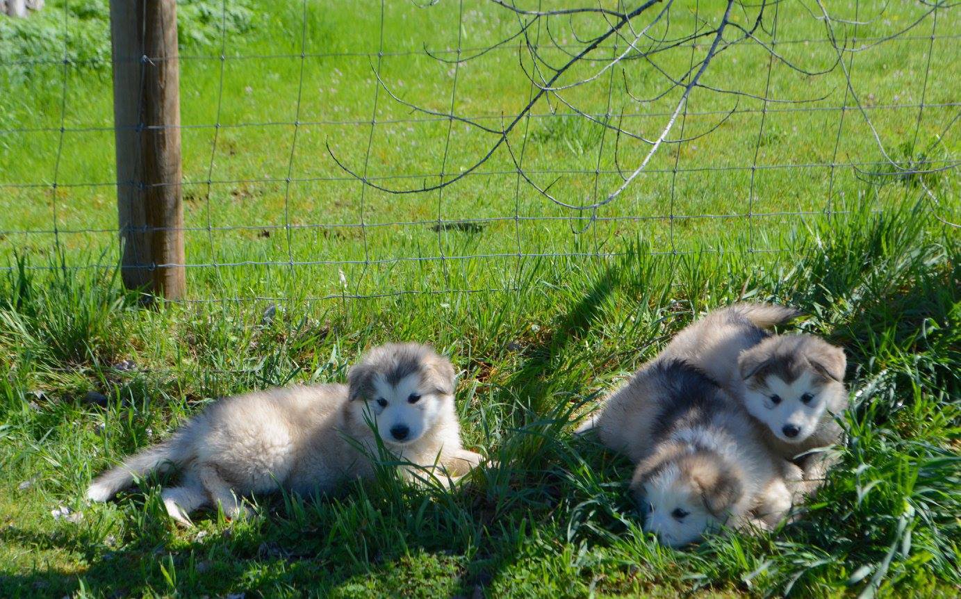 Oboe, Cello and Clare resting in the shade of a tree..jpg