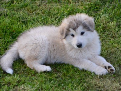 Oboe lying in the grass.jpg