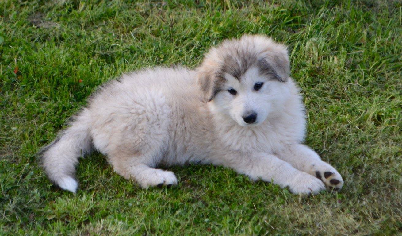 Oboe lying in the grass.jpg