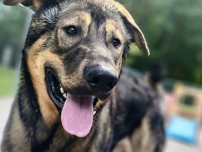 Orion Bear Dec 2 2023.JPG