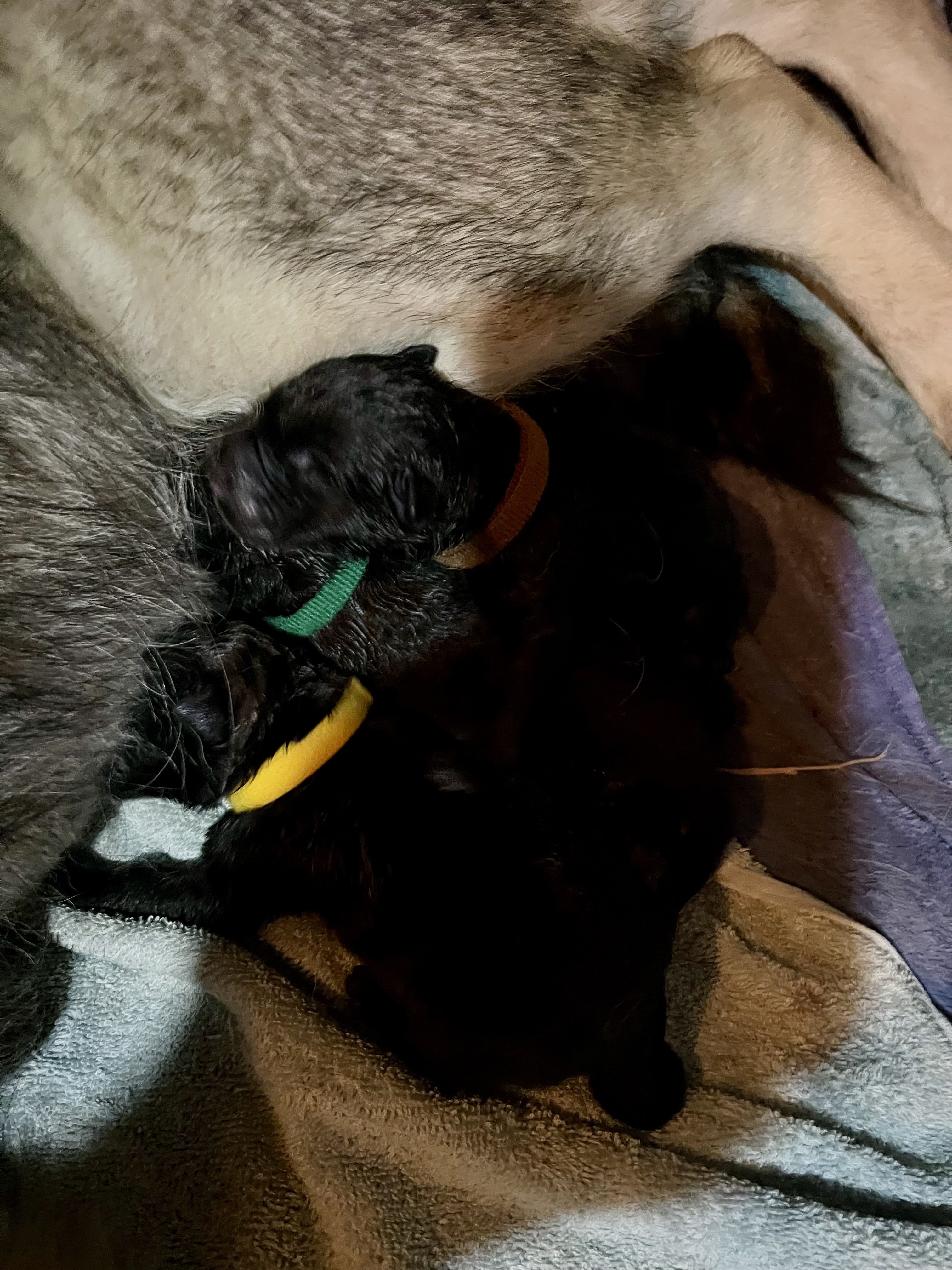 Potsie - newborn.jpg