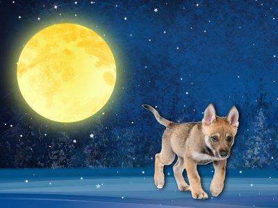 Puppy Moon Banner.jpg