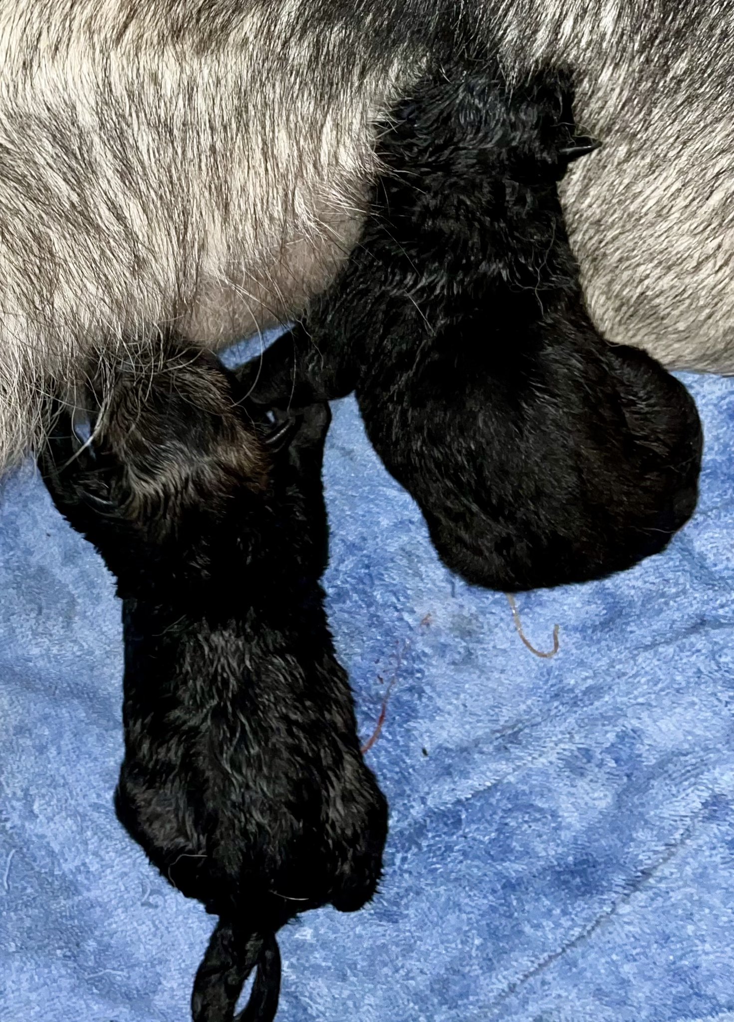 Ralph - newborn.jpg