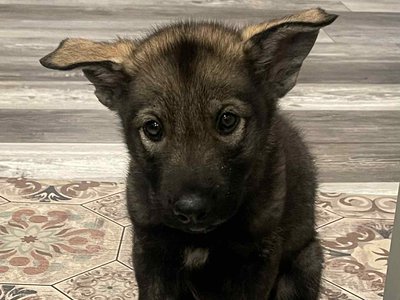 Ralph (plato) happy days.jpg