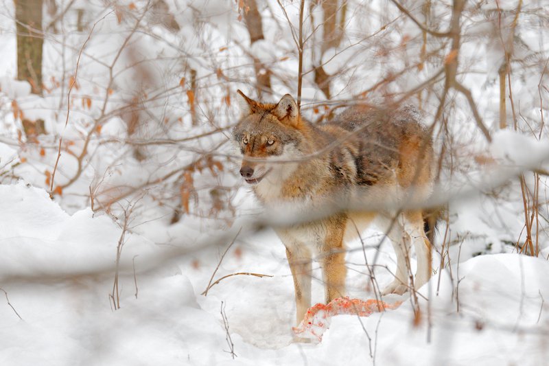 Red Wolf in Snow.jpg