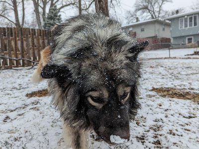 Ruby Kisses Echo (HarpoAspen) loves the snow.jpg