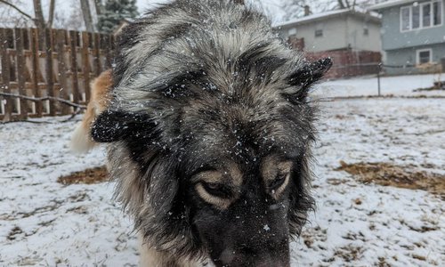 Ruby Kisses Echo (HarpoAspen) loves the snow.jpg