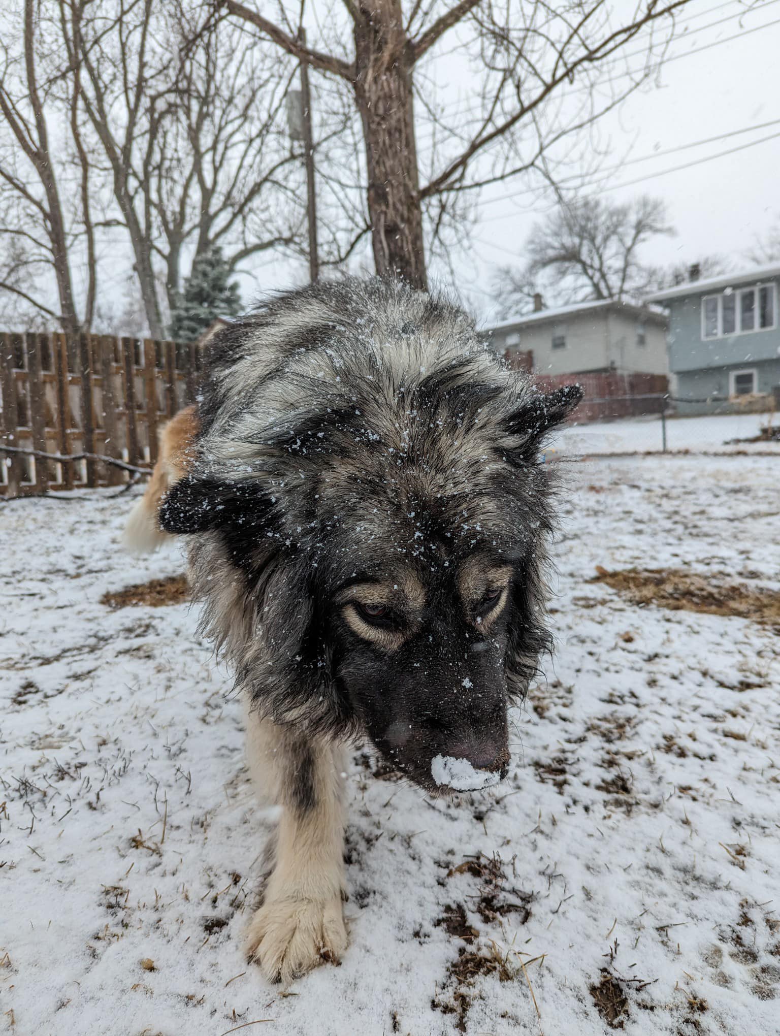 Ruby Kisses Echo (HarpoAspen) loves the snow.jpg