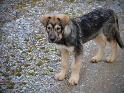 Saturn facing forward.jpg