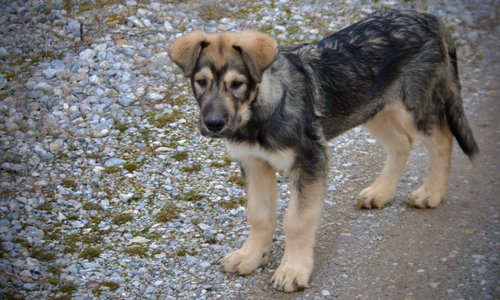 Saturn facing forward.jpg