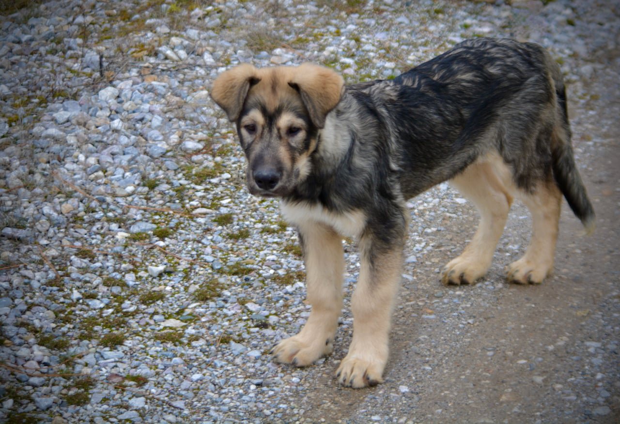 Saturn facing forward.jpg