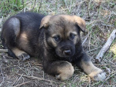 Savanna Sunrise @ 6 Weeks Old 7.jpg