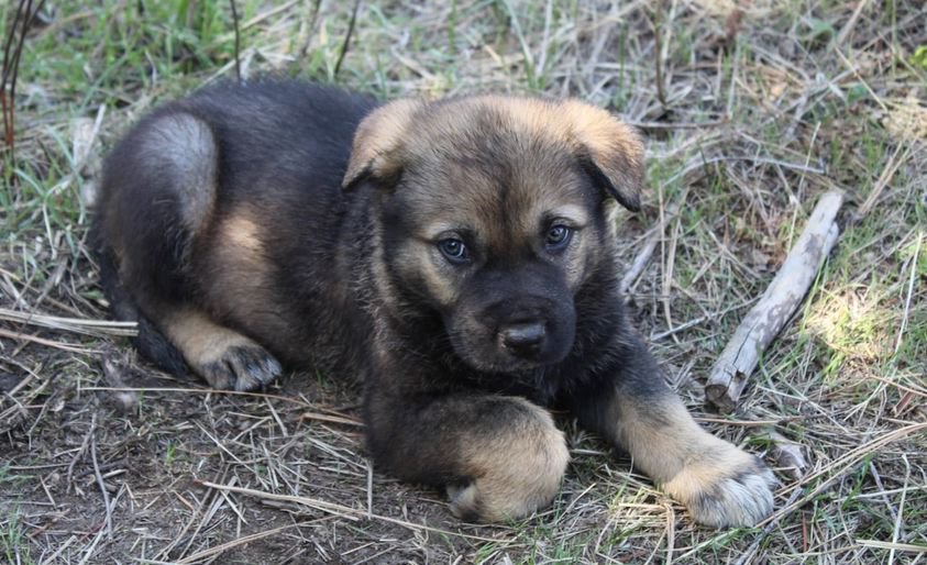 Savanna Sunrise @ 6 Weeks Old 7.jpg