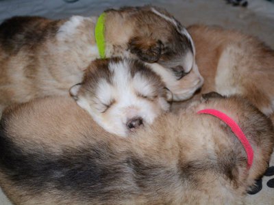 Sax, Cello, and Clare snuggling up together..jpg