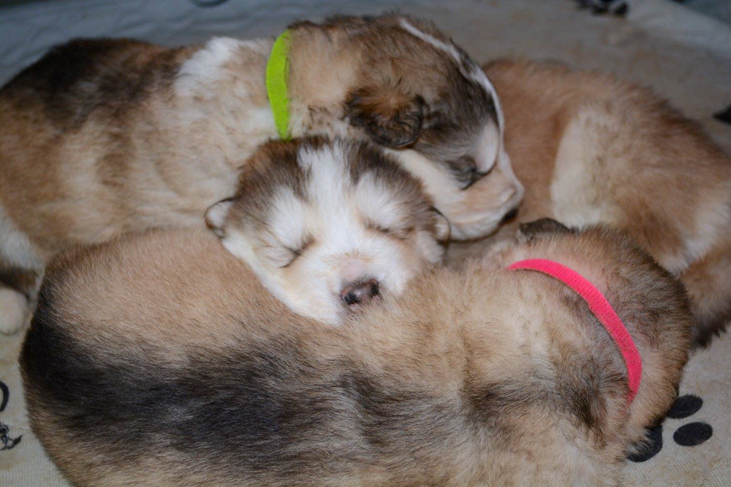 Sax, Cello, and Clare snuggling up together..jpg