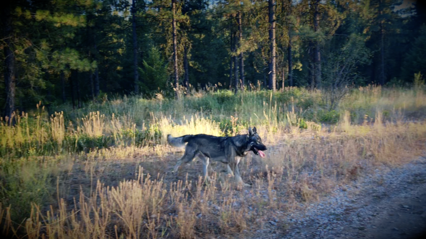 Vlad running through the forest