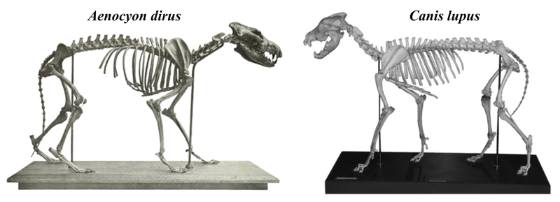 A_dirus vs C_lupus