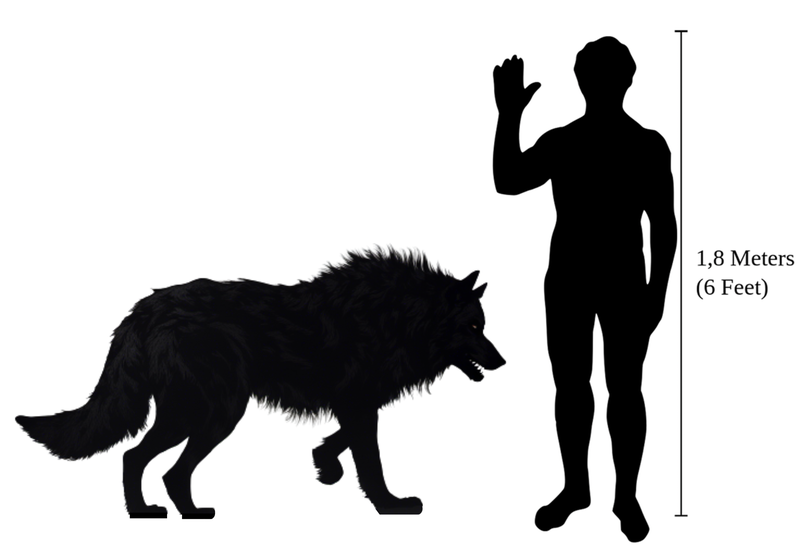 grey wolf size compared to human