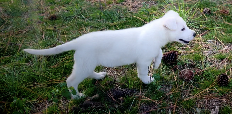 Yeti - puppy - show stance - prance.png