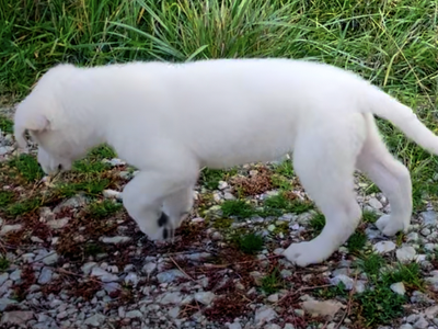 Yeti - puppy - prancing - sniffing.png