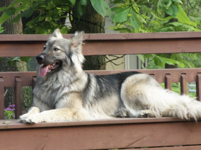 Lacey - down - on bench