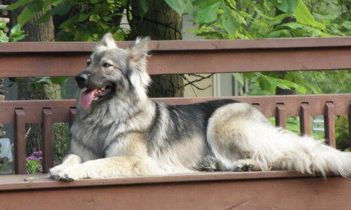 Lacey - down - on bench