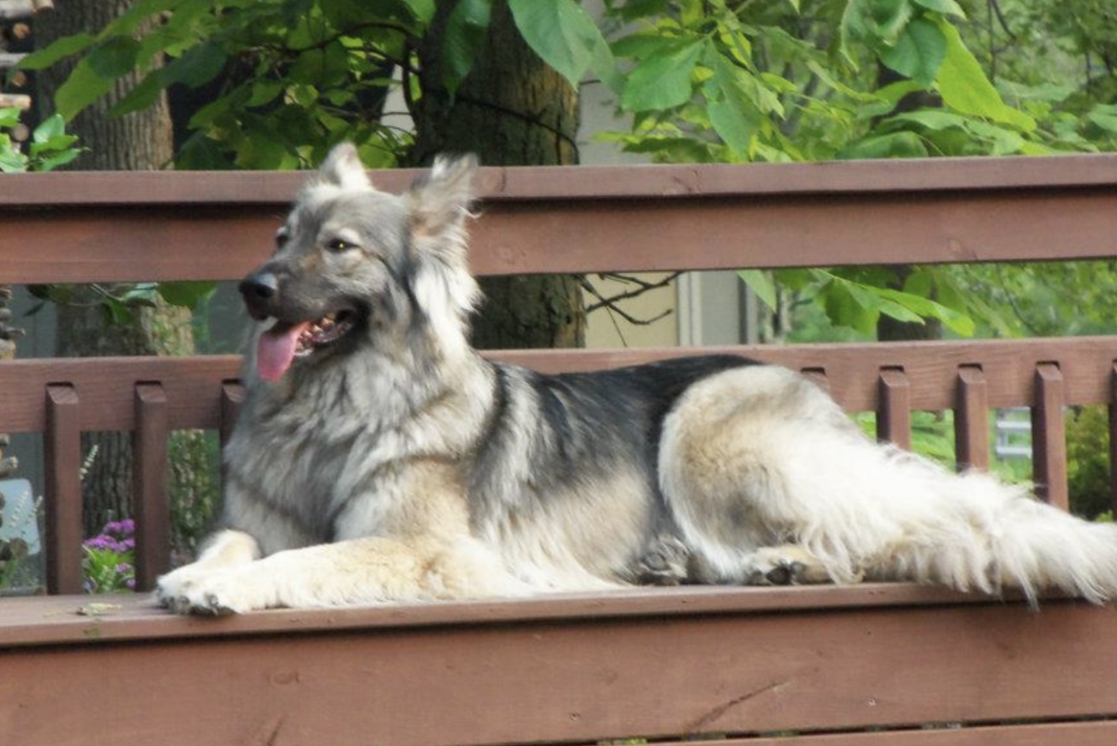 Lacey - down - on bench