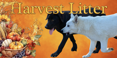 Harvest Litter Banner