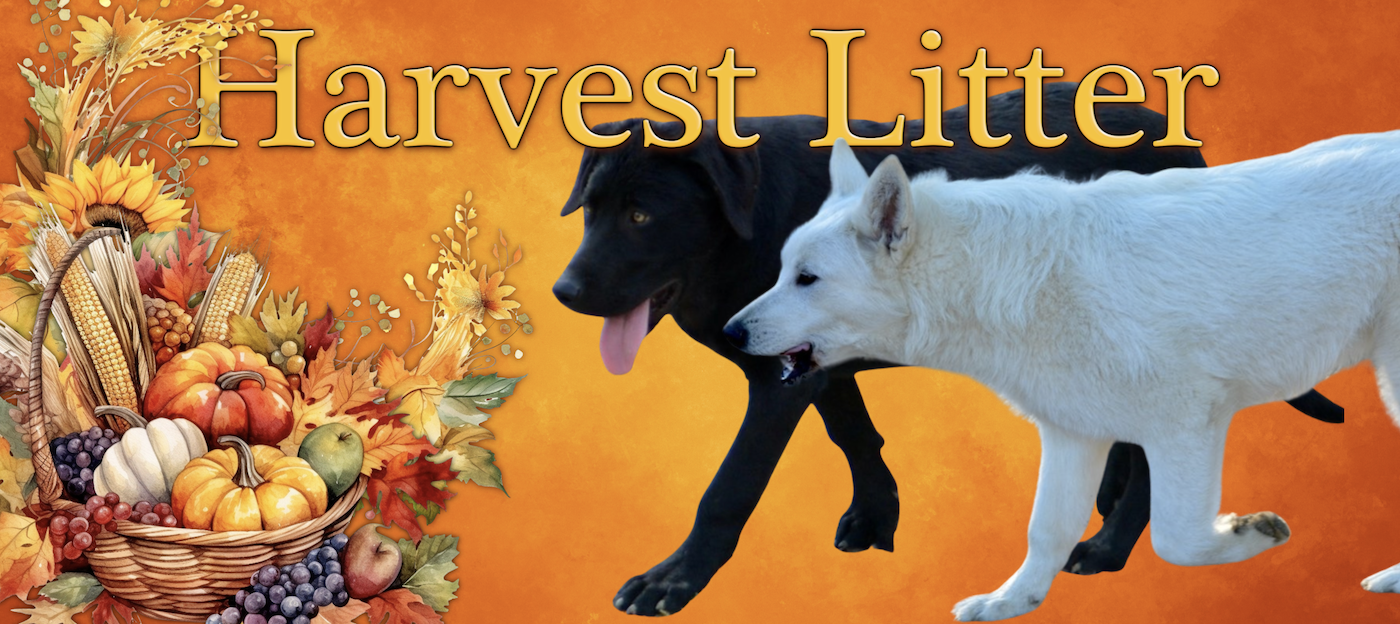 Harvest Litter Banner