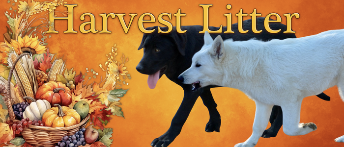 Harvest Litter Banner