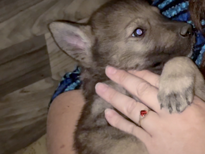 Pumpkin Patch - 5 weeks old - erect ears - wolf mask - side glance