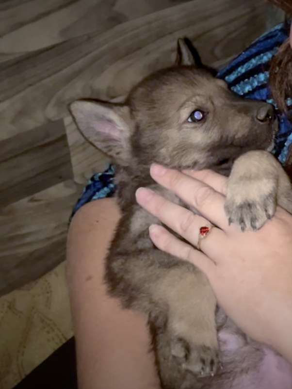 Pumpkin Patch - 5 weeks old - erect ears - wolf mask - side glance