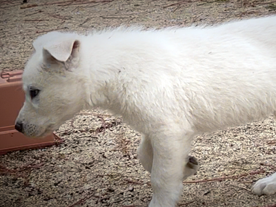 Mountain Peaks Litter - 8 weeks old - Everest walking