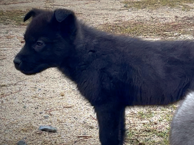 Mountain Peaks Litter - 8 weeks old - Lincoln standing pretty