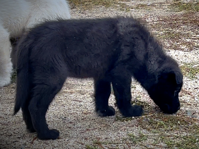 Mountain Peaks Litter - 8 weeks old - Everest standing