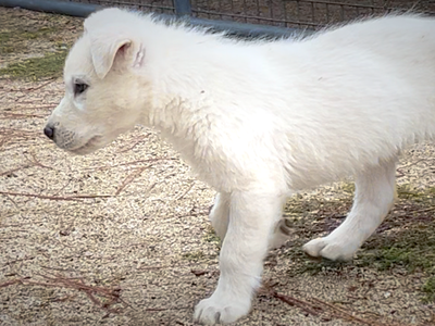 Mountain Peaks Litter - 8 weeks old - Everest