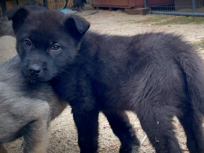 Mountain Peaks litter - 8 weeks old - Lincoln standing face