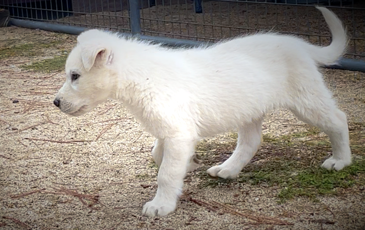 Mountain Peaks Litter - 8 weeks old - Everest