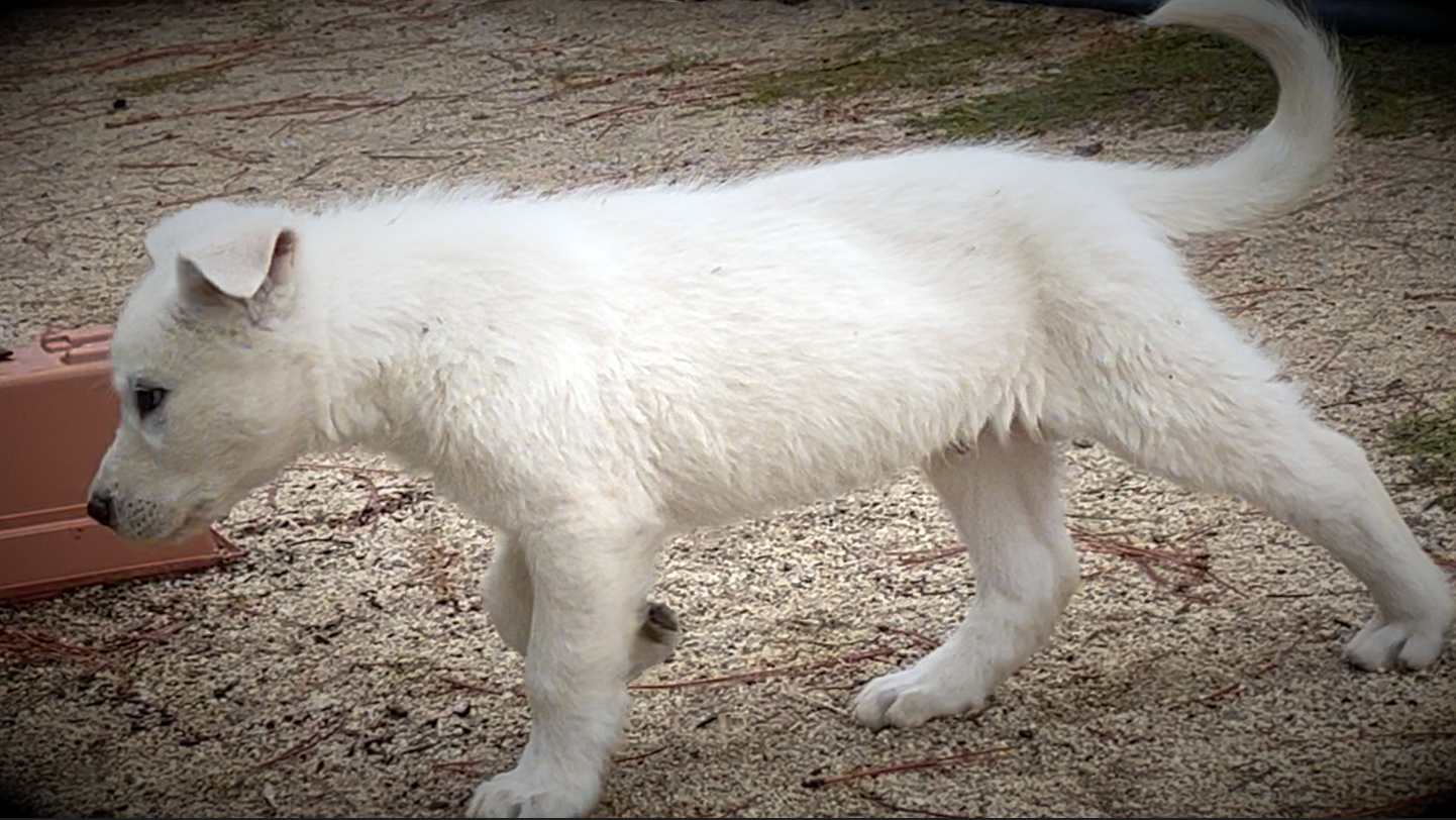 Mountain Peaks Litter - 8 weeks old - Everest walking