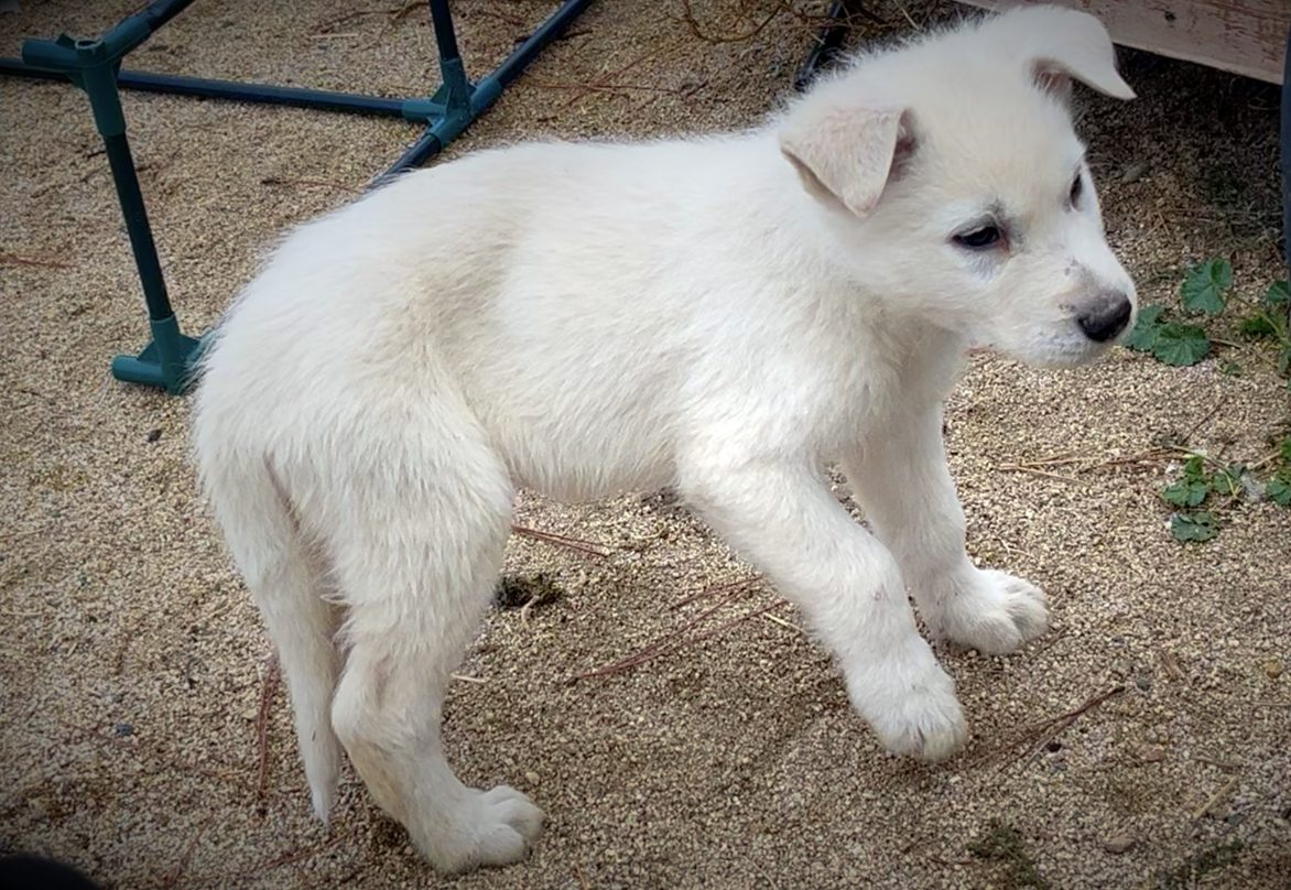 Mountain Peaks Litter - 8 weeks old - Everest standing