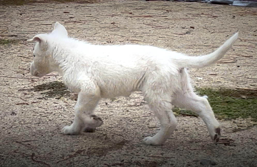 Mountain Peaks Litter - 8 weeks old - Everest Running