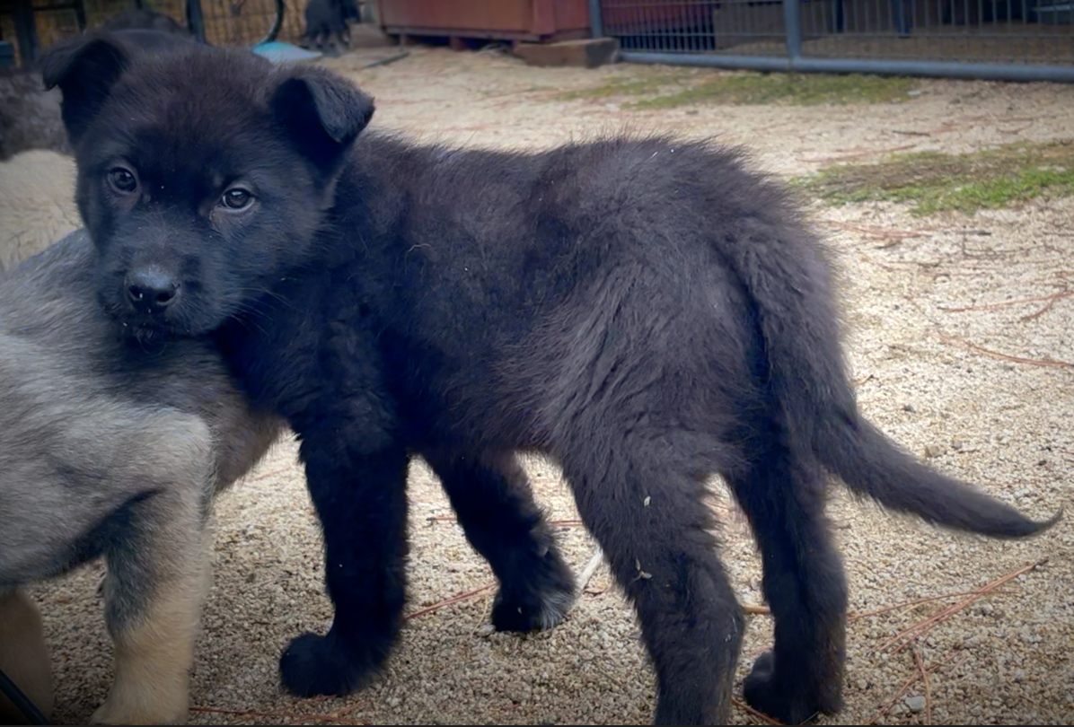 Mountain Peaks litter - 8 weeks old - Lincoln standing face