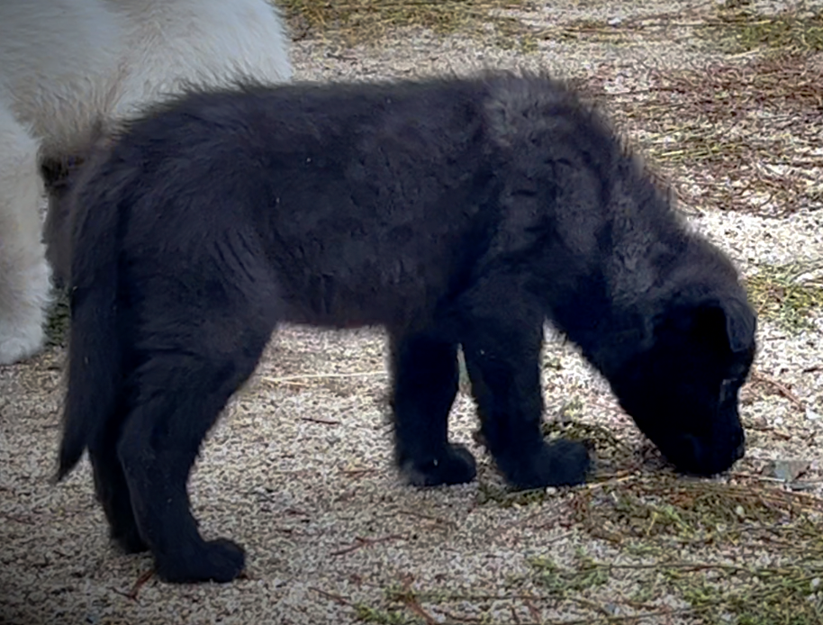 Mountain Peaks Litter - 8 weeks old - Lincoln standing head down