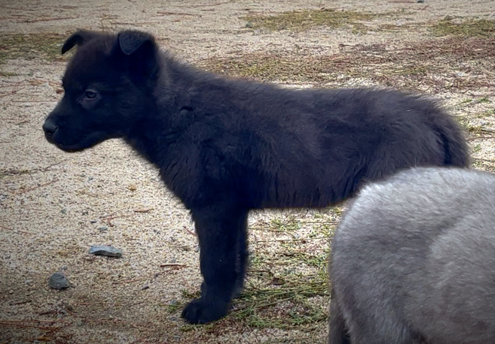 Mountain Peaks Litter - 8 weeks old - Lincoln standing pretty