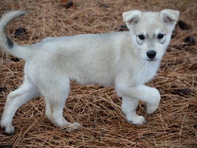 Muscle Car Litter - 8 weeks old - Corvette