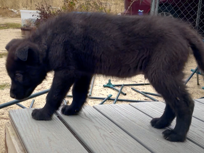 Harvest Litter - 9 weeks old - Apple Cider stacked stance