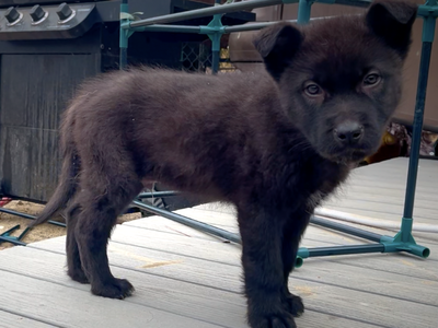 Mountain Peaks Litter - 8 weeks old - Lincoln standing front face