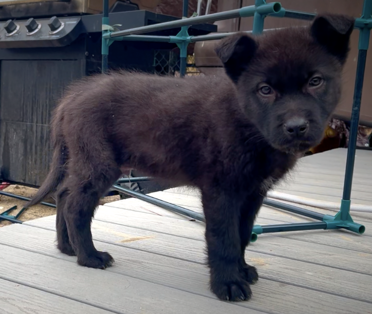 Mountain Peaks Litter - 8 weeks old - Lincoln standing front face